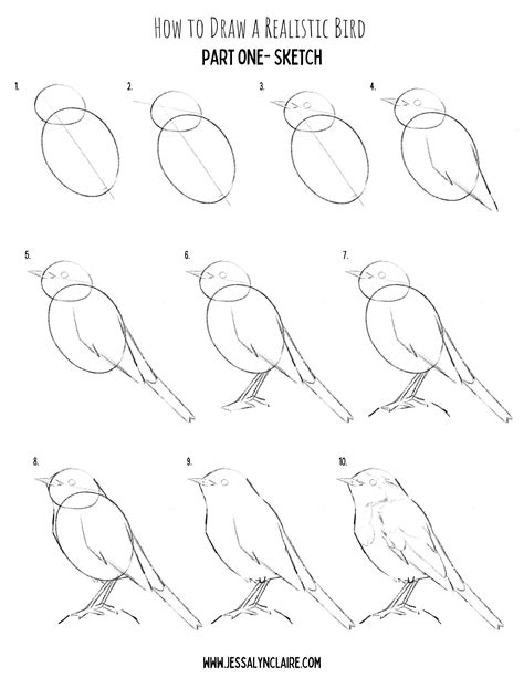 how to draw a realistic bird.